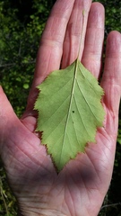 Crataegus holmesiana