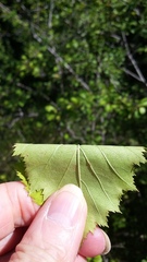 Crataegus holmesiana