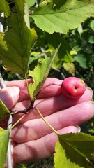 Crataegus holmesiana