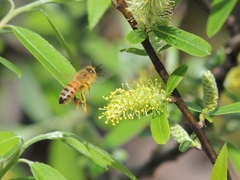 Apis mellifera