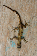 Sphaerodactylidae