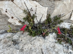 Penstemon baccharifolius