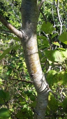 Crataegus holmesiana