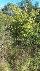 Crataegus holmesiana