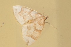 Eulithis propulsata