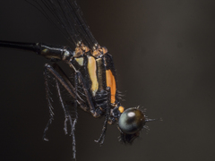 Nososticta impercepta