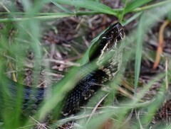 Agkistrodon piscivorus