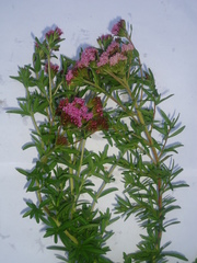 Stevia pilosa