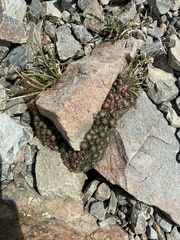 Saxifraga bronchialis