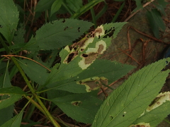 Calycomyza