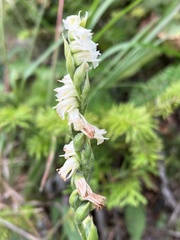 Spiranthes casei casei
