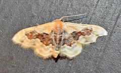 Idaea gemmata