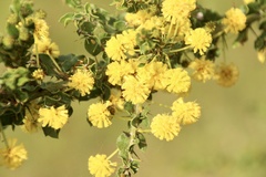 Acacia paradoxa