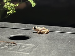 Eleutherodactylus marnockii