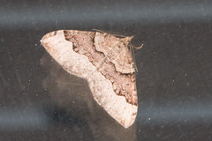 Xanthorhoe