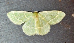 Chlorochlamys phyllinaria