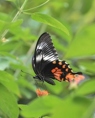 Papilio polytes romulus