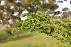 Acacia paradoxa