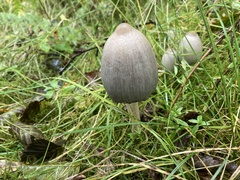 Coprinopsis romagnesiana