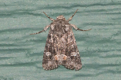 Lacinipolia