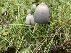 Coprinopsis romagnesiana