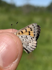 Tharsalea mariposa