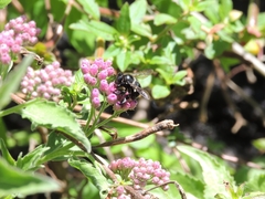 Megachile xylocopoides