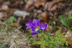 Campanula rhomboidalis