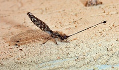 Ululodes macleayanus