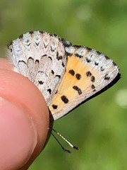 Tharsalea mariposa