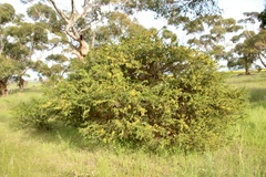 Acacia paradoxa