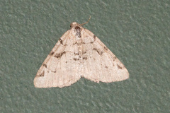 Macaria bitactata