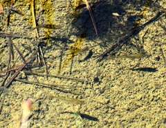 Hesperoleucus symmetricus