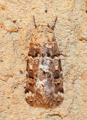 Schinia tertia