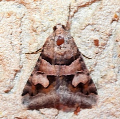 Drasteria pallescens