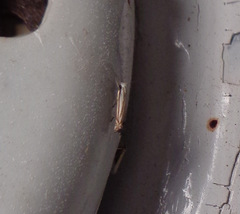 Polyhymno luteostrigella