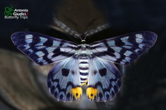 Dysphania transducta