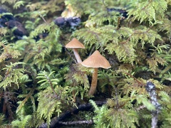 Cystoderma amianthinum