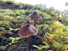 Cystoderma amianthinum