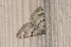 Xanthorhoe