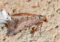 Frederickia nigricomma