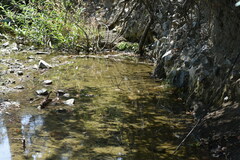 Hesperoleucus symmetricus