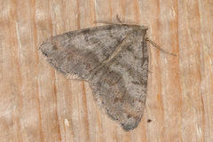 Macaria loricaria