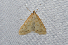 Hahncappsia pergilvalis