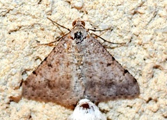 Frederickia nigricomma