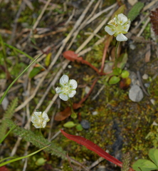 Parnassia parviflora
