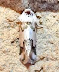 Schinia hulstia