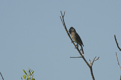 Pycnonotus cafer