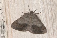 Macaria loricaria