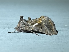 Autographa precationis
